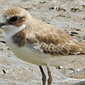 Greater Sandplover 1W to 1S<br />Kowa TSN4 + Sony DSC W100